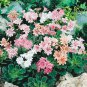 Lewisia Cotyledon 'Galaxy Mixed' Flower 10 Seeds
