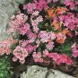 Lewisia Cotyledon 'Galaxy Mixed' Flower 10 Seeds