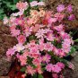 Lewisia Cotyledon 'Galaxy Mixed' Flower 10 Seeds