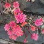 Lewisia Cotyledon 'Galaxy Mixed' Flower 10 Seeds