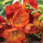 Freesia Plant Flowers Orchid Freesia Flower Plants 200 Seeds