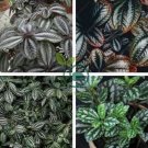 Pilea Notata Bonsai Beautiful Foliage Plants 100 Seeds