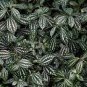 Pilea Notata Bonsai Beautiful Foliage Plants 100 Seeds