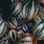 Pilea Notata Bonsai Beautiful Foliage Plants 100 Seeds