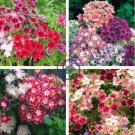 Mixed Color Phlox Bonsai Phlox Drummondii Cuspidata Flower 400 Seeds