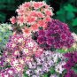 Mixed Color Phlox Bonsai Phlox Drummondii Cuspidata Flower 400 Seeds