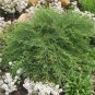 Tree Cedar Flores Siberian Carpet Cypress plantas Arborvitae 100 Seeds