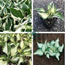 Hosta Plants Perennials Plantain Flower 400 Seeds