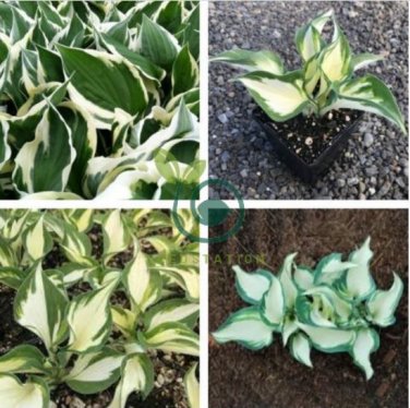 Hosta Plants Perennials Plantain Flower 400 Seeds