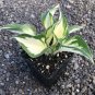 Hosta Plants Perennials Plantain Flower 400 Seeds