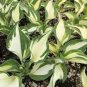 Hosta Plants Perennials Plantain Flower 400 Seeds