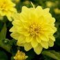 Dahlia Flower Dahlia Bonsai Charming Flower Plants 200 Seeds