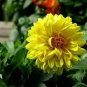 Dahlia Flower Dahlia Bonsai Charming Flower Plants 200 Seeds