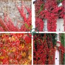 Parthenocissus quinquefolia 100 Seeds
