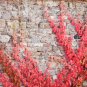 Parthenocissus quinquefolia 100 Seeds