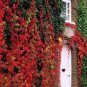 Parthenocissus quinquefolia 100 Seeds