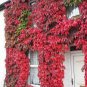 Parthenocissus quinquefolia 100 Seeds