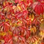 Parthenocissus quinquefolia 100 Seeds