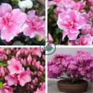 Mountain Azalea Rhododendron Simsii Satsuki Mixed 200 Seeds