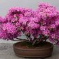 Mountain Azalea Rhododendron Simsii Satsuki Mixed 200 Seeds