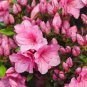 Mountain Azalea Rhododendron Simsii Satsuki Mixed 200 Seeds