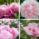 Chinese Rare and Precious Species of Blue Peony Flower 20 Seeds