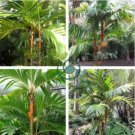 Mix Colors Japan Bottle Palm Tree 20 Seeds