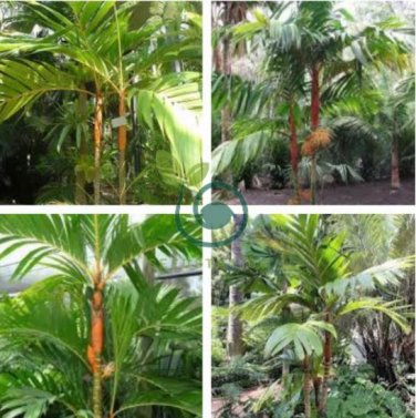 Mix Colors Japan Bottle Palm Tree 20 Seeds