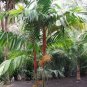 Mix Colors Japan Bottle Palm Tree 20 Seeds