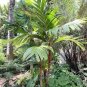Mix Colors Japan Bottle Palm Tree 20 Seeds