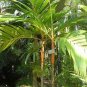 Mix Colors Japan Bottle Palm Tree 20 Seeds