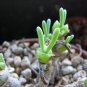 Fleshy bonsais Pitt Aura Bunnies Monilaria moniliformis 20 Seeds