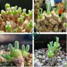 Fleshy bonsais Pitt Aura Bunnies Monilaria moniliformis 200 Seeds