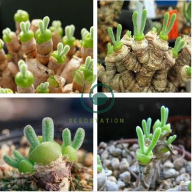 Fleshy bonsais Pitt Aura Bunnies Monilaria moniliformis 200 Seeds