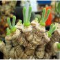 Fleshy bonsais Pitt Aura Bunnies Monilaria moniliformis 200 Seeds