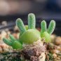 Fleshy bonsais Pitt Aura Bunnies Monilaria moniliformis 200 Seeds