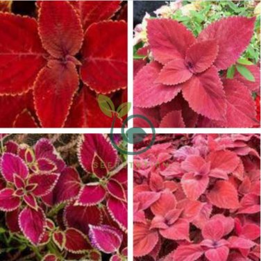 Chinese Rare Original Natural Organic Red Coleus 200 Seeds