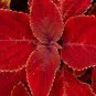 Chinese Rare Original Natural Organic Red Coleus 200 Seeds