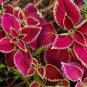 Chinese Rare Original Natural Organic Red Coleus 200 Seeds