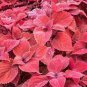 Chinese Rare Original Natural Organic Red Coleus 200 Seeds
