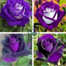 Osiria Rose Gorgeous Flower 200 Seeds