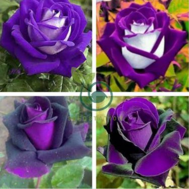 Osiria Rose Gorgeous Flower 200 Seeds