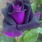 Osiria Rose Gorgeous Flower 200 Seeds