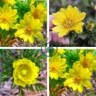 Adonis Aestivalis Bonsai Rare Flower 200 Seeds