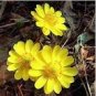 Adonis Aestivalis Bonsai Rare Flower 200 Seeds