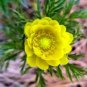 Adonis Aestivalis Bonsai Rare Flower 200 Seeds