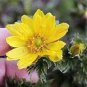 Adonis Aestivalis Bonsai Rare Flower 200 Seeds