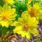 Adonis Aestivalis Bonsai Rare Flower 200 Seeds