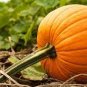 Rare Giant Pumpkin 10 Seeds