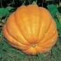 Rare Giant Pumpkin 10 Seeds